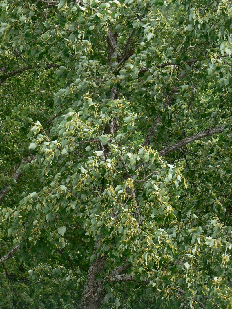 Изображение особи Tilia amurensis.