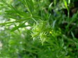 Ranunculus arvensis