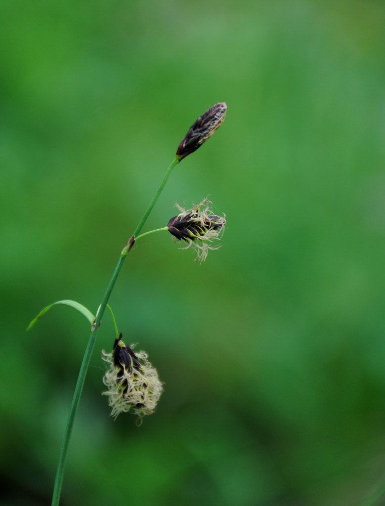 Image of genus Carex specimen.