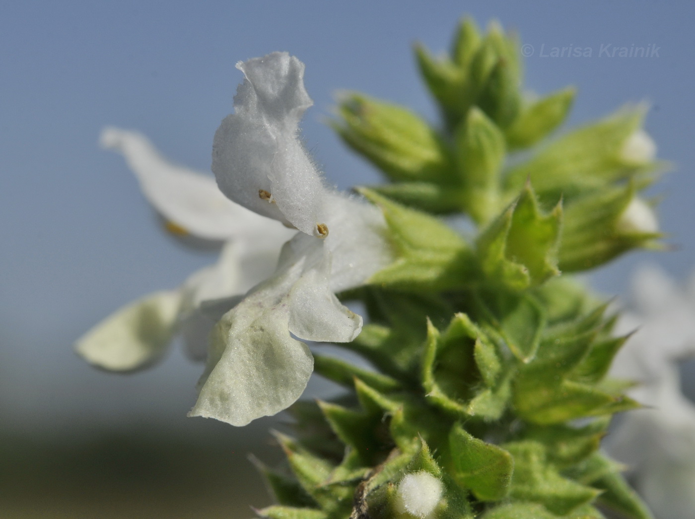 Image of Stachys annua specimen.