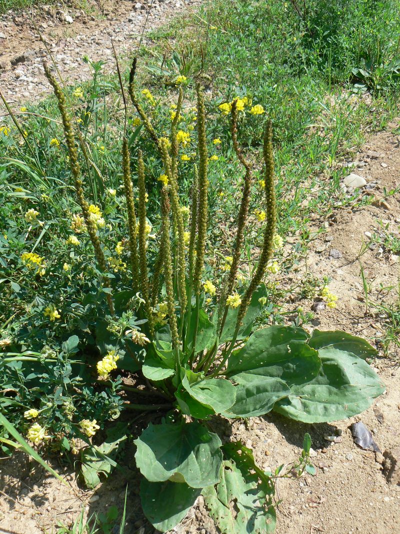 Image of Plantago major specimen.