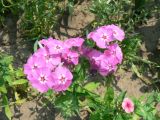 Phlox paniculata. Соцветие. Хабаровск, приусадебный участок, в культуре. 23.07.2011.