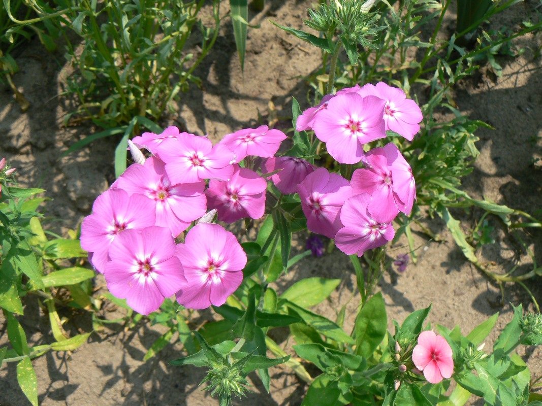 Image of Phlox paniculata specimen.