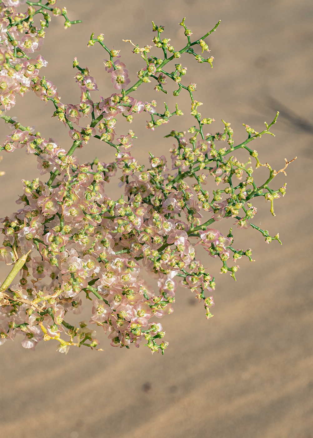 Image of Halothamnus subaphyllus specimen.