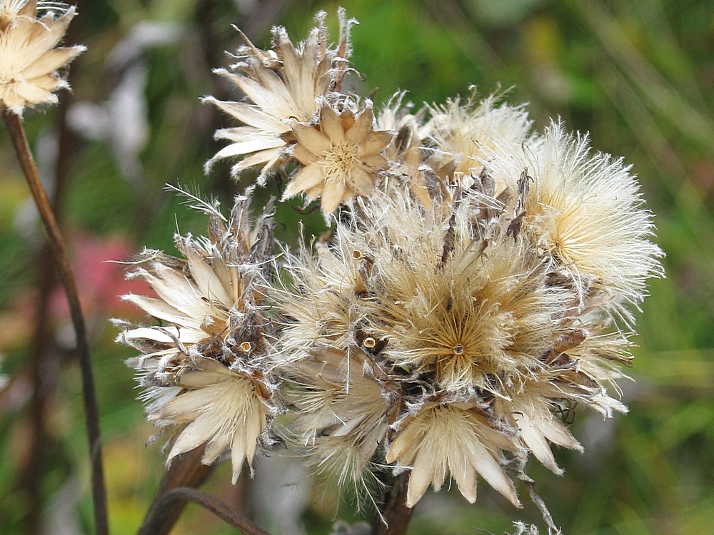 Image of Cirsium kamtschaticum specimen.