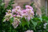 род Bougainvillea