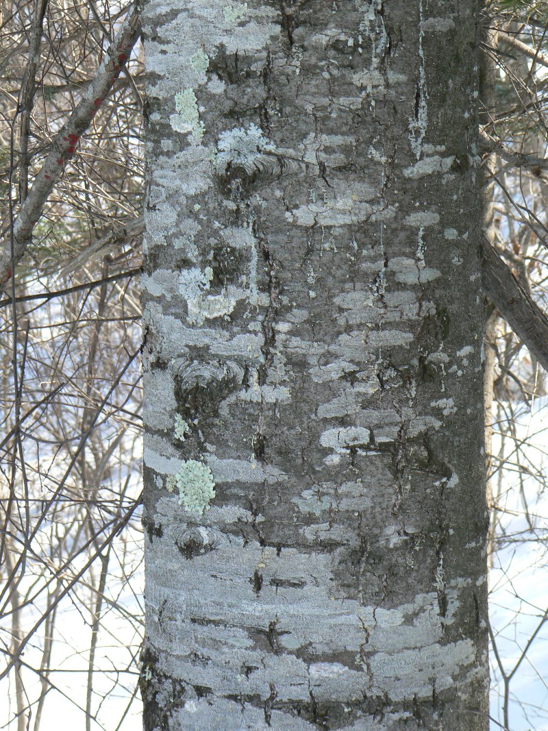 Изображение особи Abies nephrolepis.