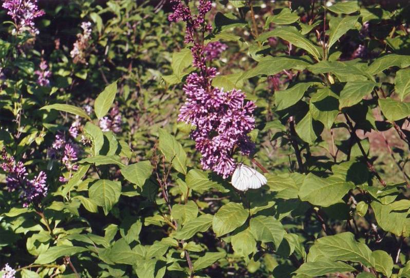 Image of Syringa josikaea specimen.