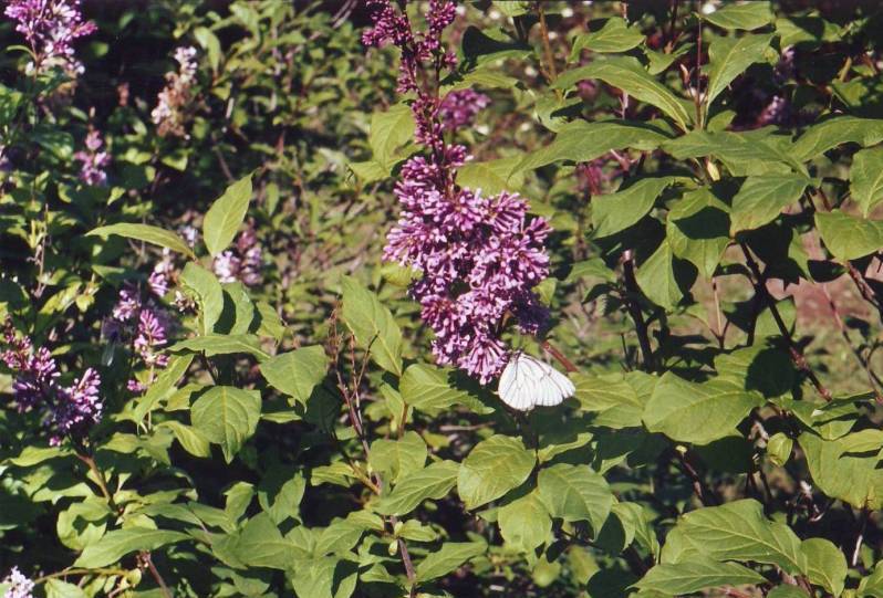 Изображение особи Syringa josikaea.