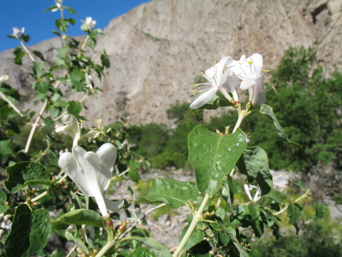 Image of Lonicera nummulariifolia specimen.