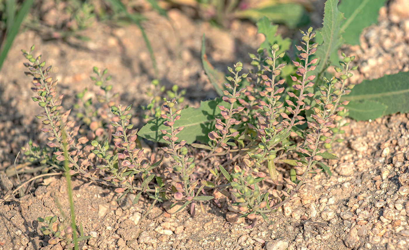 Image of Alyssum turkestanicum var. desertorum specimen.