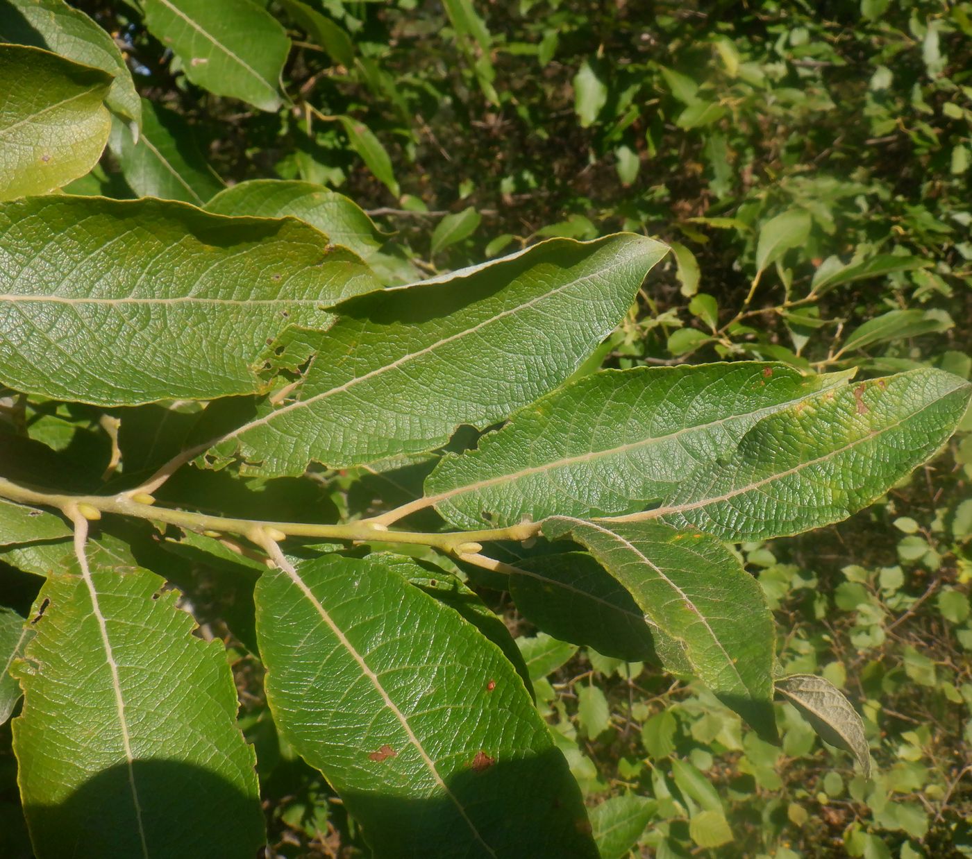 Image of Salix caprea specimen.