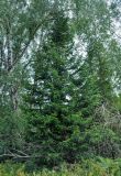 Abies sibirica