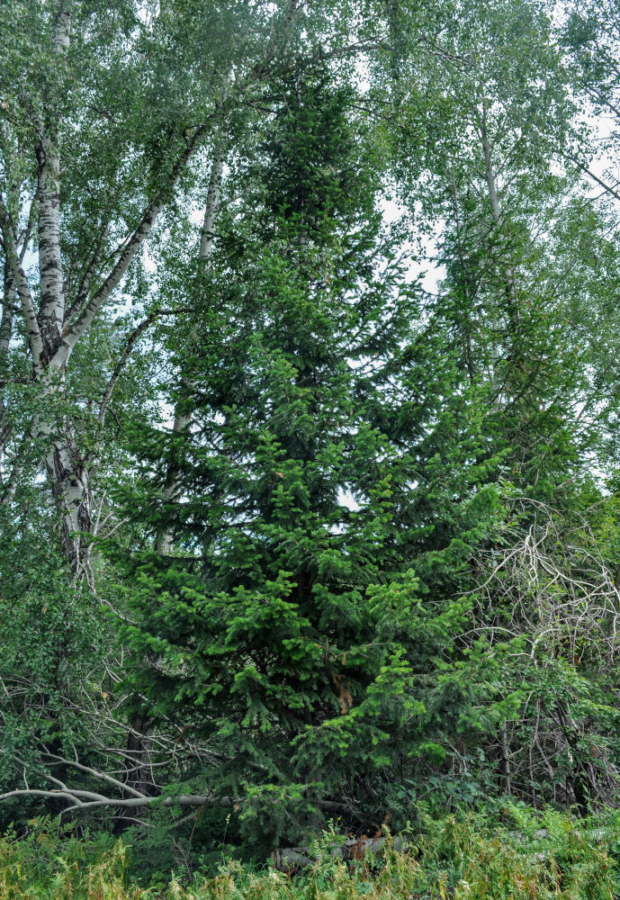 Image of Abies sibirica specimen.