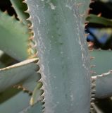 Aloe africana. Фрагмент абаксиальной поверхности листа. Израиль, Иудейские горы, г. Иерусалим, ботанический сад университета. 11.01.2022.