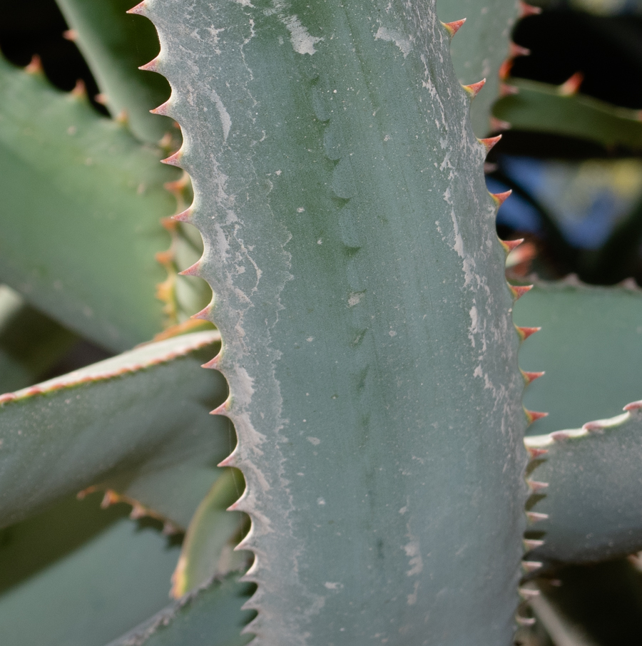 Изображение особи Aloe africana.