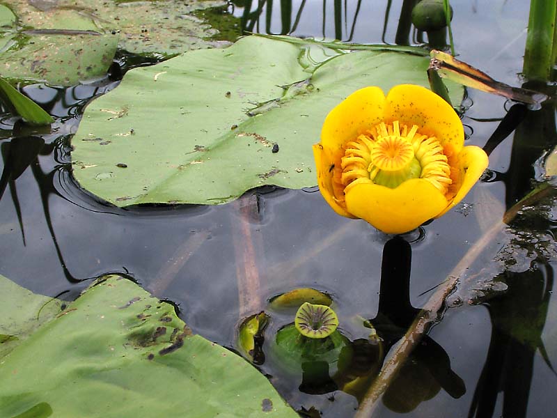 Image of Nuphar lutea specimen.