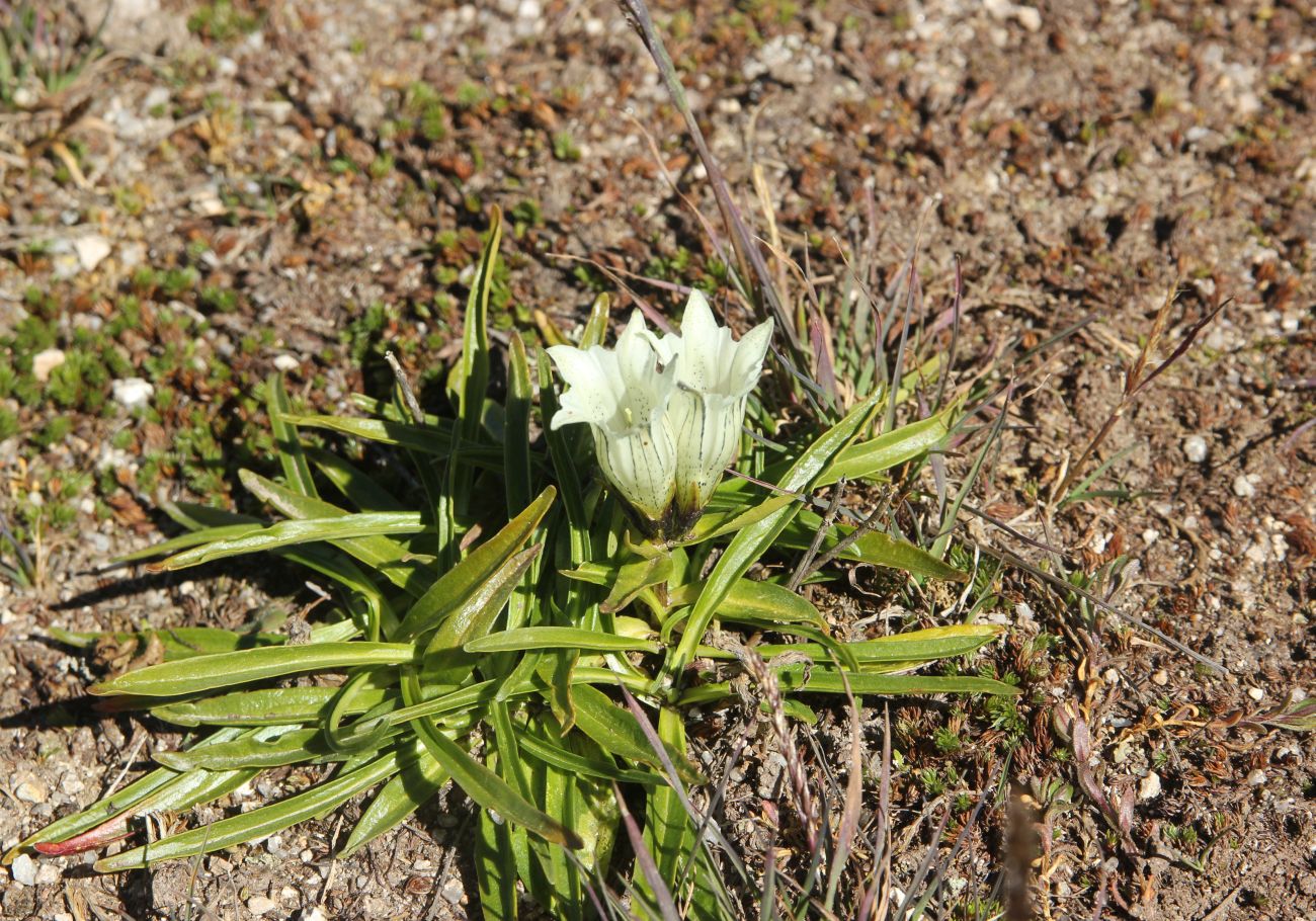 Изображение особи Gentiana algida.