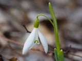 Galanthus alpinus. Верхушка цветущего растения. Краснодарский край, Крымский р-н, окр. станицы Неберджаевская, ур. Глубокий Яр, буково-дубово-грабовый лес. 19.02.2022.