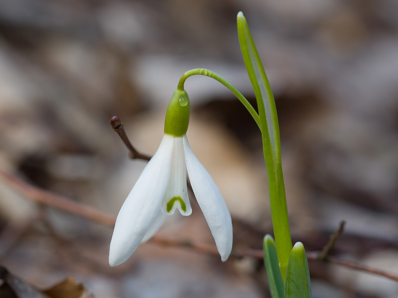 Изображение особи Galanthus alpinus.