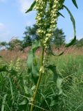 род Rumex. Средняя часть плодоносящего растения. Хабаровский край, Хабаровский р-н, окр. ст. Хехцир, влажный луг ниже станции. 05.07.2014.