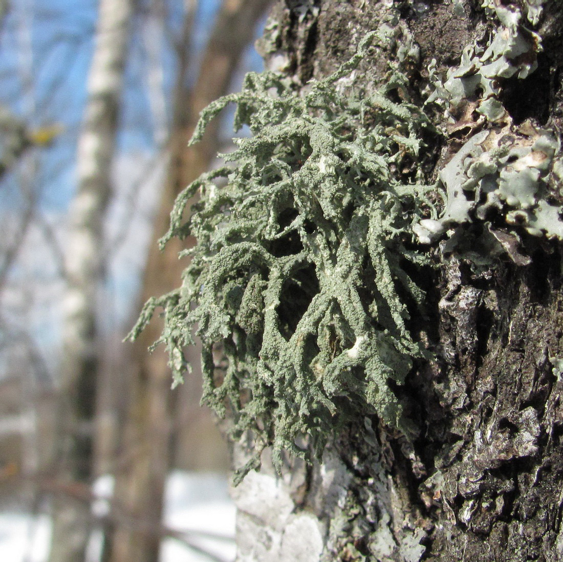 Image of Evernia mesomorpha specimen.