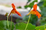 Tropaeolum majus