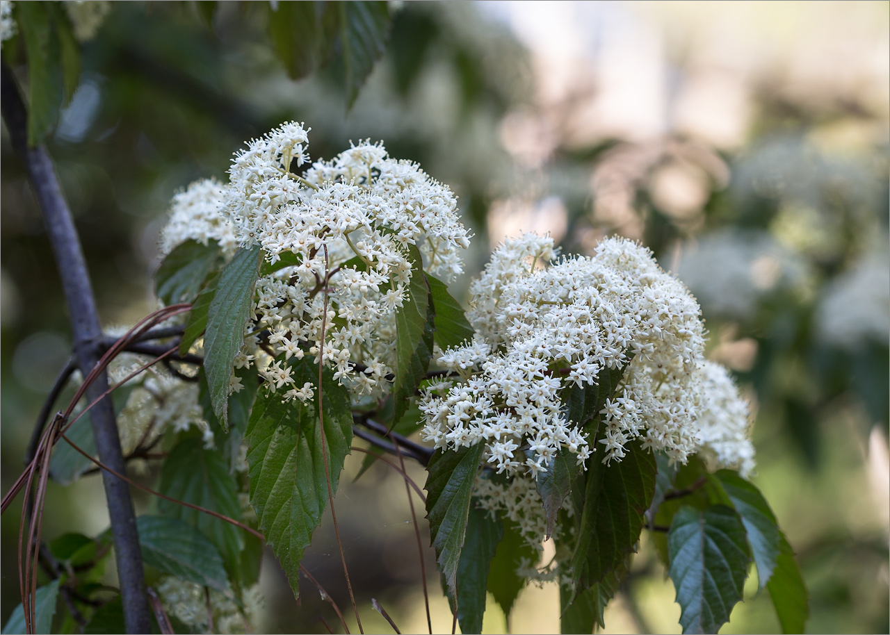 Изображение особи род Viburnum.