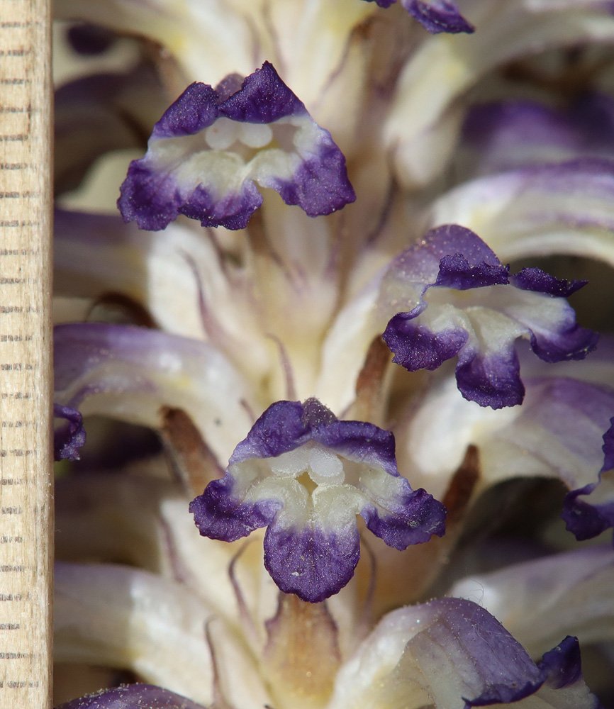 Image of Orobanche cernua specimen.