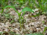 Convallaria majalis