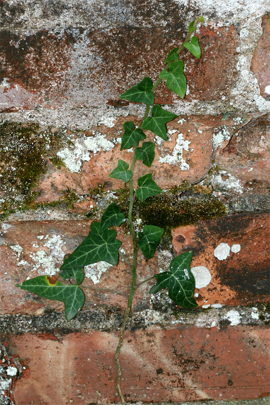 Изображение особи Hedera helix.