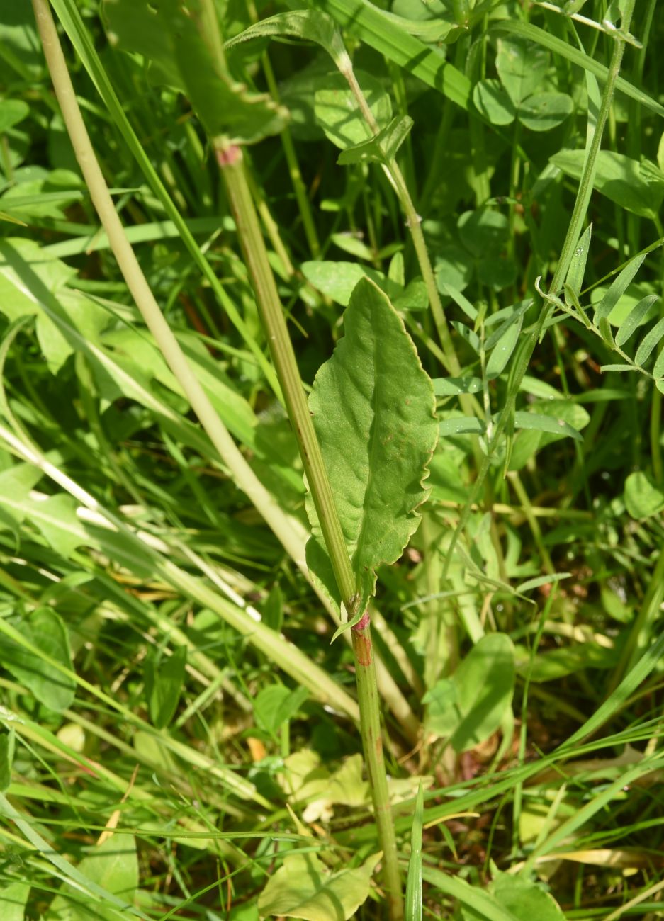 Image of Rumex acetosa specimen.