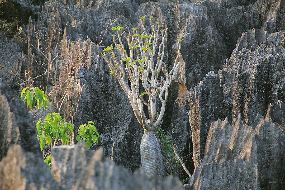 Image of genus Pachypodium specimen.