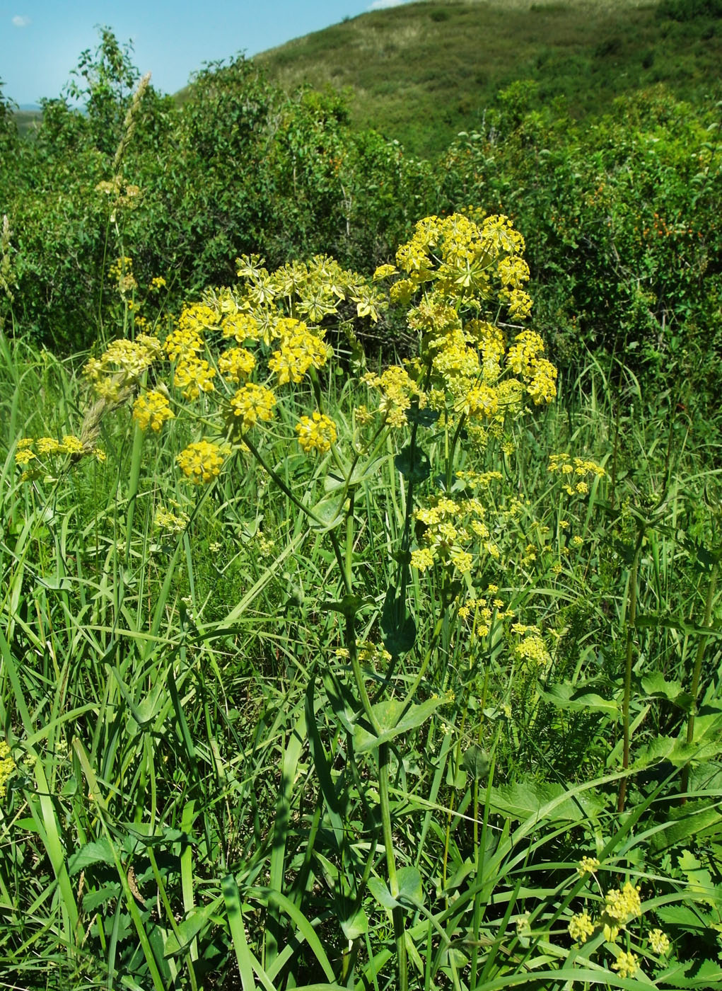 Изображение особи Bupleurum longifolium ssp. aureum.