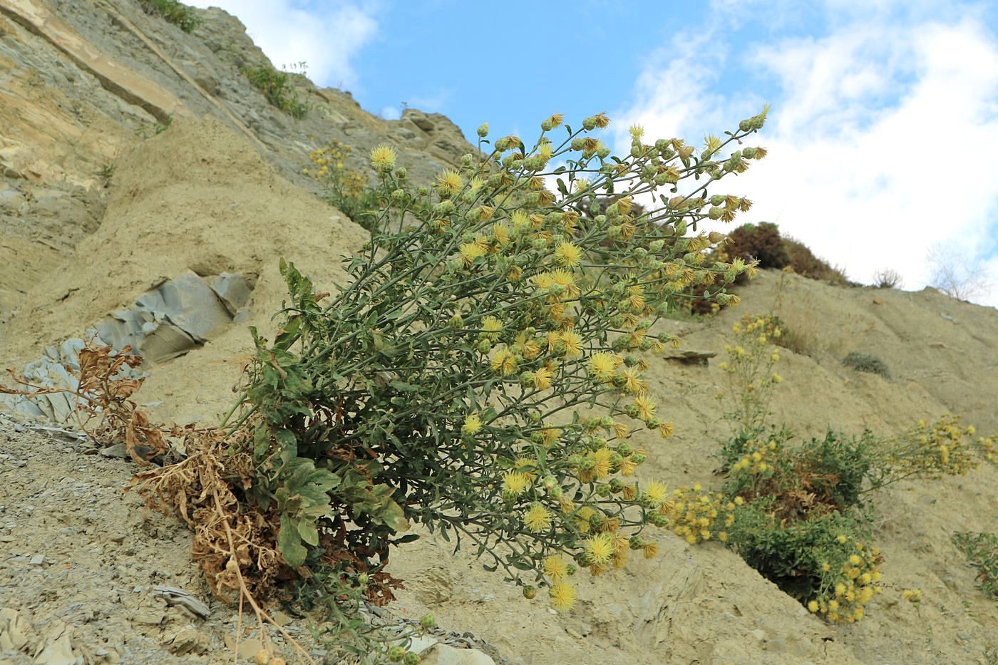 Image of Centaurea salonitana specimen.