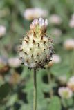 Trifolium bonannii. Соплодие. Крым, Севастополь, окр. с. Орловка, у ручья. 02.08.2022.