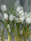 Crocus biflorus