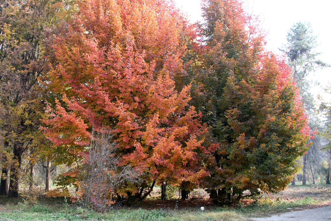 Изображение особи Parrotia persica.