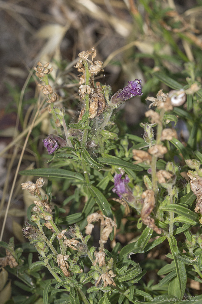 Изображение особи Antirrhinum majus.