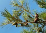 Pinus brutia