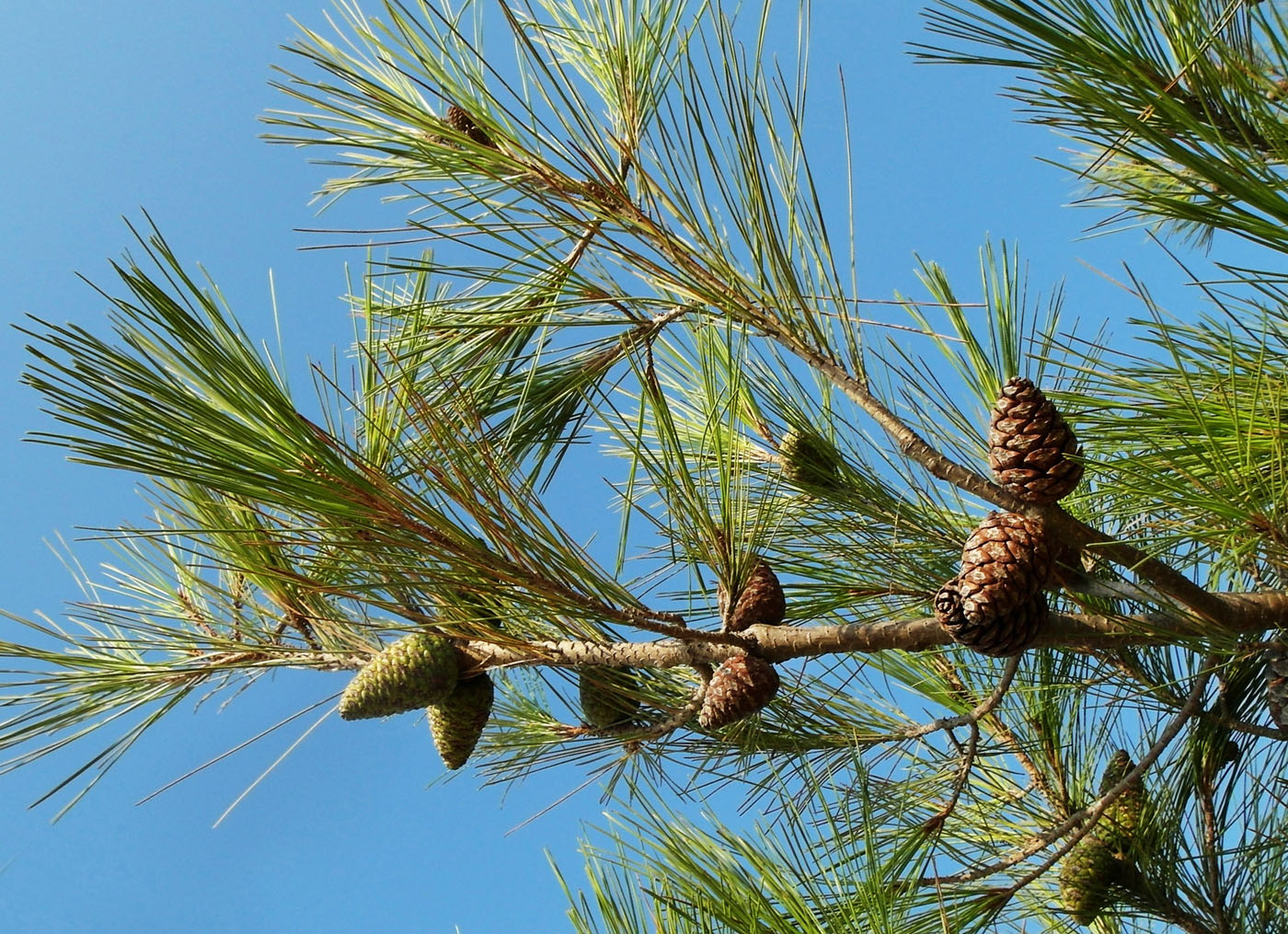 Изображение особи Pinus brutia.