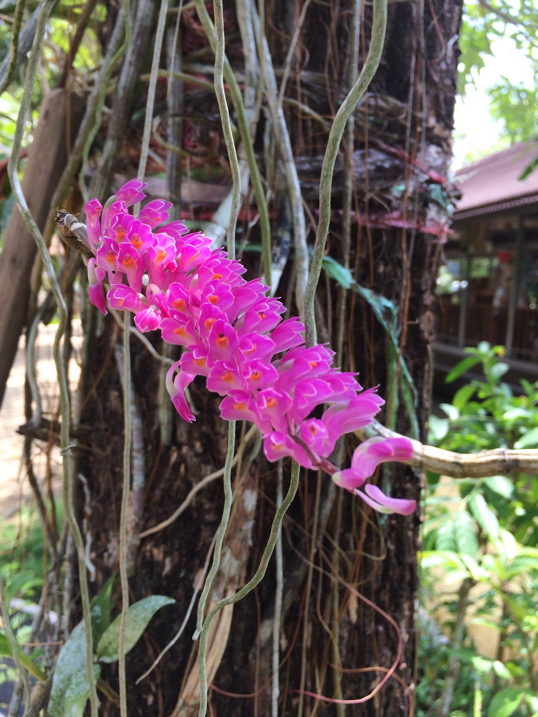 Image of Dendrobium secundum specimen.