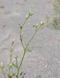 Heliotropium dasycarpum