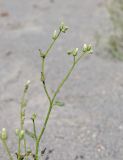 Heliotropium dasycarpum. Верхушка побега с усохшими цветками. Узбекистан, Ферганская обл., Язъяванский р-н, Язъяванские пески, частично закреплённые дюны. 15 сентября 2022 г.
