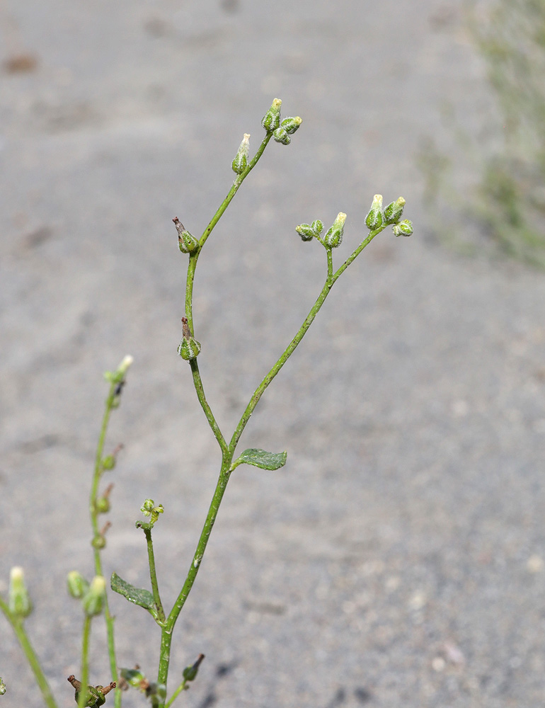 Изображение особи Heliotropium dasycarpum.