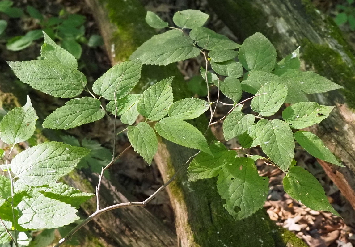 Image of Celtis occidentalis specimen.