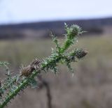 Carduus acanthoides. Верхушки побегов с отцветшими и недоразвитым соцветиями. Липецкая обл., Данковский р-н, окр. с. Хитрово, правый берег р. Дон, луг. 6 ноября 2022 г.