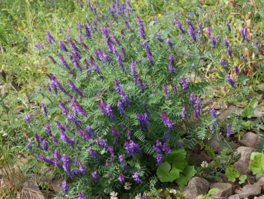 Изображение особи Vicia cracca.