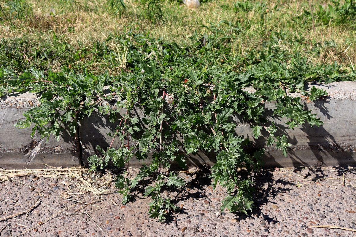 Image of Atriplex tatarica specimen.