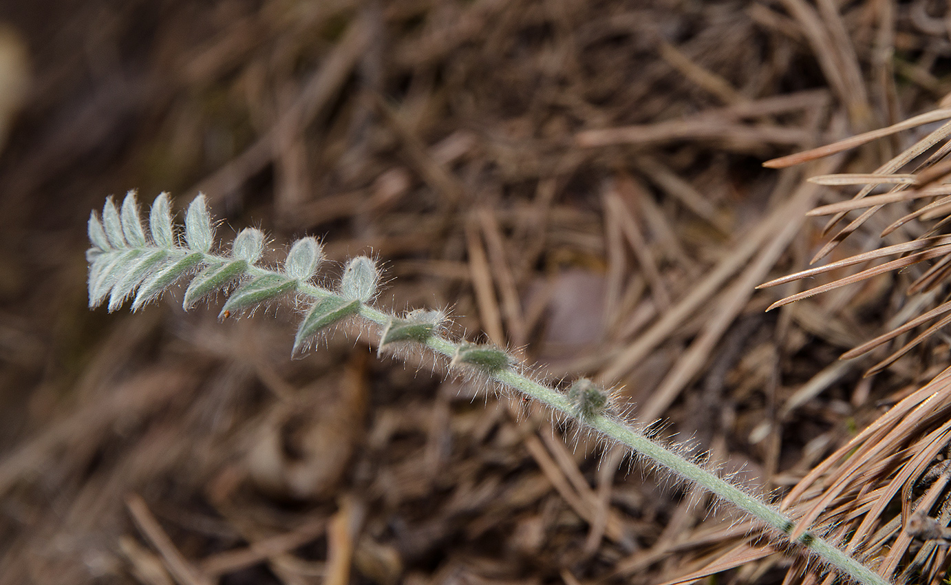 Image of Oxytropis kungurensis specimen.